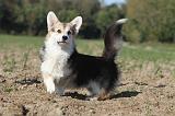 CORGI PEMBROKE 669